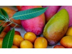 云南永德芒果产业助力乡村振兴