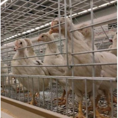 优质高产60-110日龄海兰褐青年蛋鸡,海兰灰青年鸡,罗曼灰脱温鸡图5