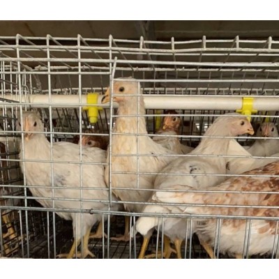 优质高产60-110日龄海兰褐青年蛋鸡,海兰灰青年鸡,罗曼灰脱温鸡图4