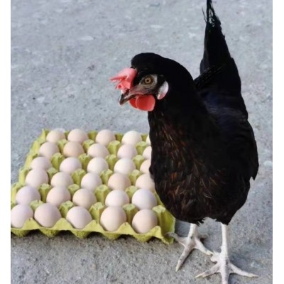 粉八青年鸡峪口京粉 黑凤青年鸡 京粉8号蛋鸡黑鸡产粉蛋图2