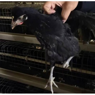 粉八青年鸡峪口京粉 黑凤青年鸡 京粉8号蛋鸡黑鸡产粉蛋图3