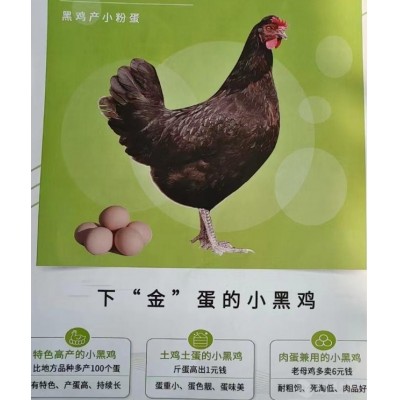 粉八青年鸡峪口京粉 黑凤青年鸡 京粉8号蛋鸡黑鸡产粉蛋图4