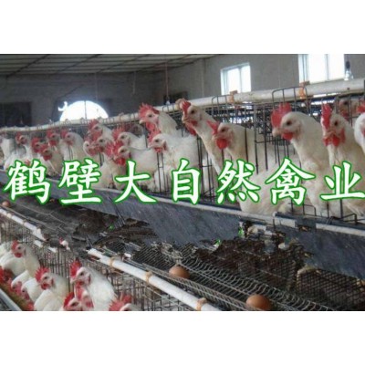 两个月青年鸡价格|2个月蛋鸡苗|60天脱温青年鸡报价图3