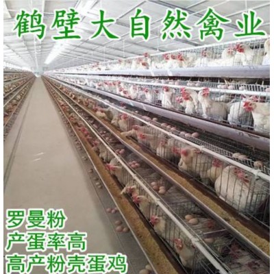 两个月青年鸡价格|2个月蛋鸡苗|60天脱温青年鸡报价图4