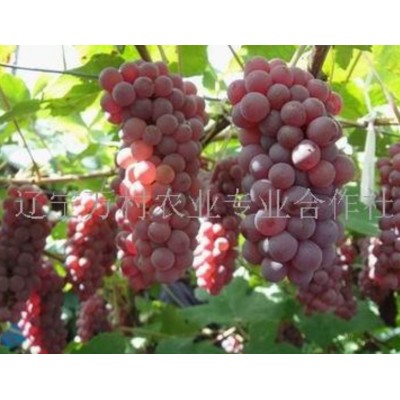 金红娃葡萄苗图5