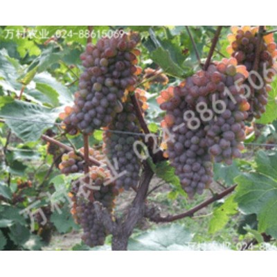 着色香茉莉香葡萄苗图2