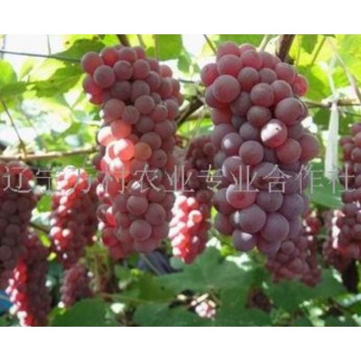 寒香蜜葡萄苗图3