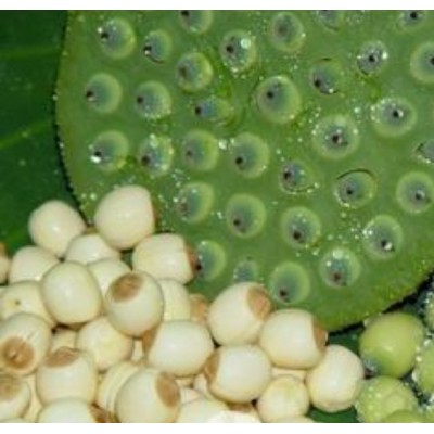 供应太空36号水果莲种苗莲子图3