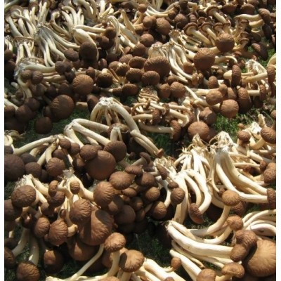 江西广昌野生茶树菇图4