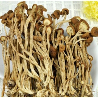 江西广昌野生茶树菇图5