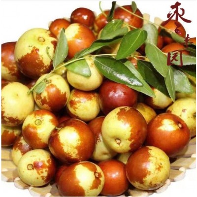 早熟鲜枣大量上市基地现摘现发货口感脆甜欢迎实地考察图5