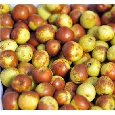 山东早熟鲜枣陆续上市口感脆甜手工现摘欢迎各地朋友考察图4