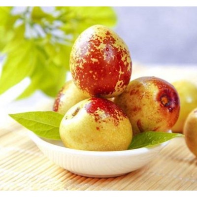 山东早熟鲜枣陆续上市口感脆甜手工现摘欢迎各地朋友考察图3