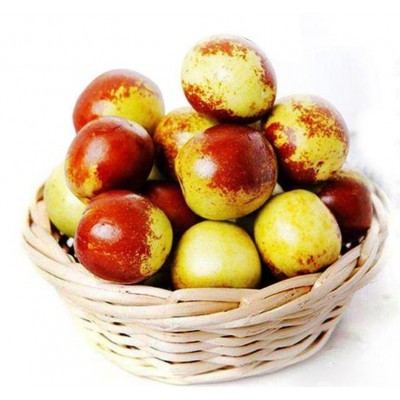 山东早熟鲜枣陆续上市口感脆甜手工现摘欢迎各地朋友考察图2