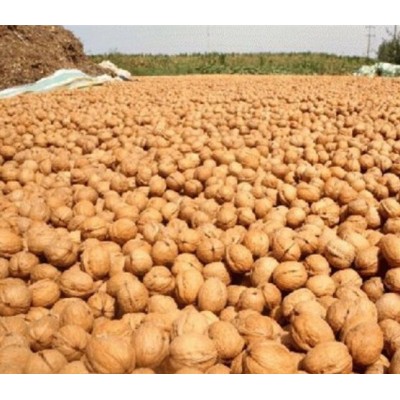 新疆薄皮核桃 厂家直供一手货源品质好价格低支持一件代发图5