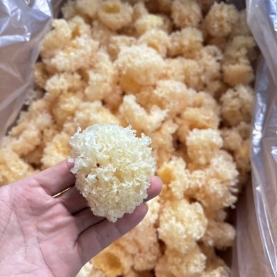 厂家直供古田精选散装丑耳小银耳碎黄金耳白木耳糯耳雪耳干货批发图2