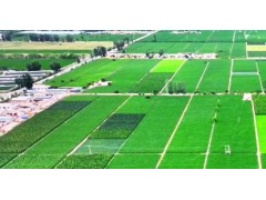 高台：特色种植绘就产业富民多彩画卷