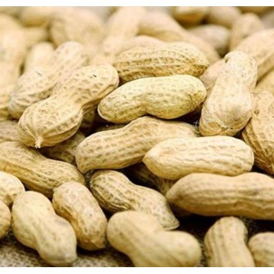 优质新作带壳坚果/花生图2