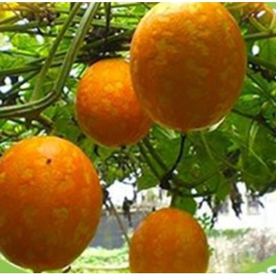 新晃山吊瓜食用油图4