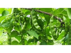 油豆角种植黄金期：解锁高产的时间密码