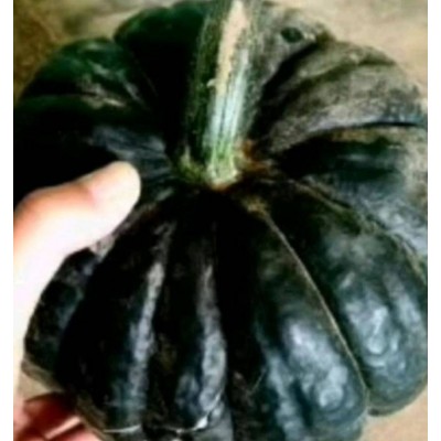 黑皮南瓜批发图2