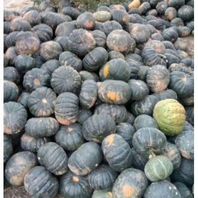 黑皮南瓜批发图4