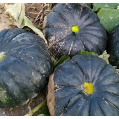 黑皮南瓜批发图3