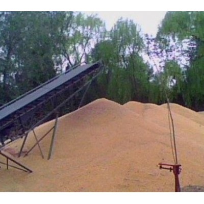 供应黄玉米粒图4