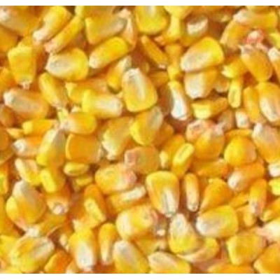 供应黄玉米粒图2