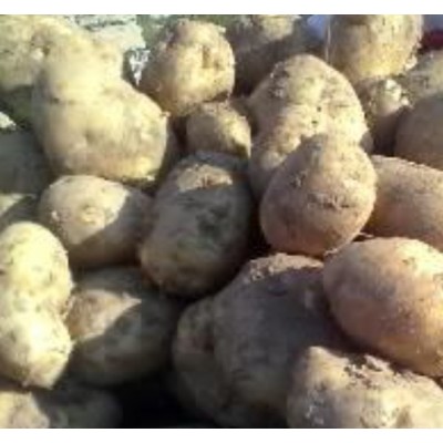 土豆直销神池土豆晋薯16号个大皮薄芽眼浅图2