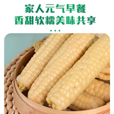 新玉米云南西双版纳拇指玉米新鲜白糯迷你手指玉米儿童早餐代发图2