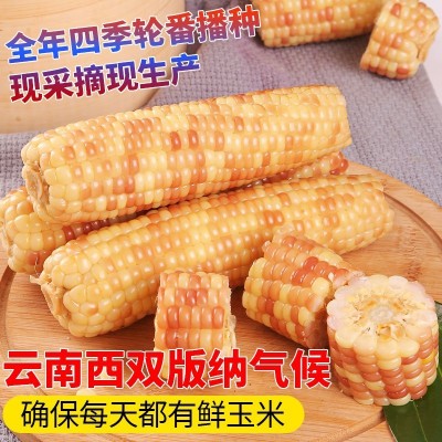 西双版纳拇指小玉米批发新鲜糯玉米香糯小玉米花糯玉米低脂健康图3