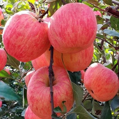 山东烟台红富士苹果生鲜水果新鲜应季脆甜整箱批发【全年供应】图3