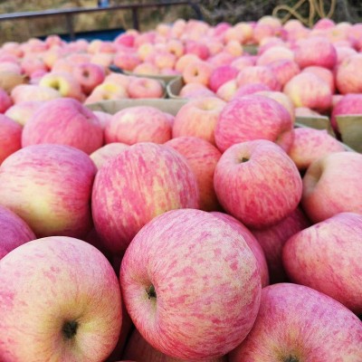 全年供应山东烟台栖霞红富士苹果新鲜应季水果批发包邮一件代发图3