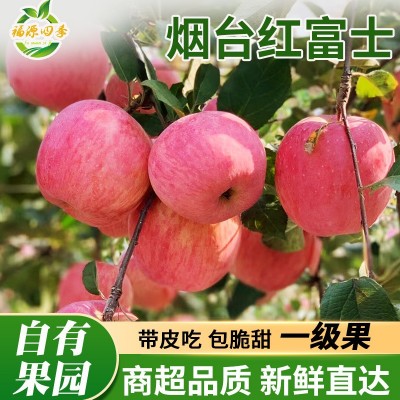 全年供应山东烟台栖霞红富士苹果新鲜应季水果批发包邮一件代发