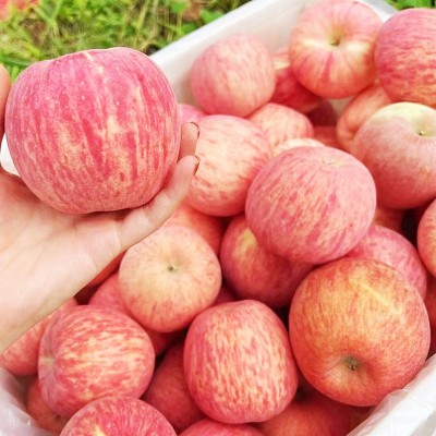 全年供应山东烟台栖霞红富士苹果新鲜应季水果批发包邮一件代发图4