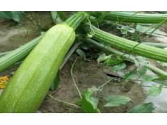 西葫芦与西红柿的“邻里关系”：能挨着种吗？