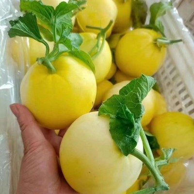 正宗山东小蜜罐甜瓜5斤新鲜水果当季3批发包邮10星甜20小蜜蜂香瓜图2