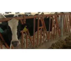 奶牛肉牛养殖技术