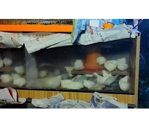 芦丁鸡养殖技术分享，各个阶段芦丁鸡光照时长详细讲解及介绍！