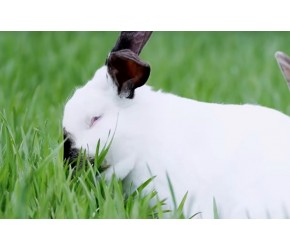 肉兔养殖关键技术