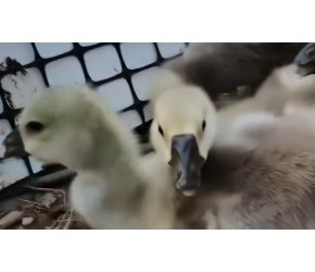 怎么养狮头鹅成活率才高？一起来看看吧 #狮头鹅养殖 #养鹅技术 #狮头鹅 #养鹅专业户 #养鹅技术分享