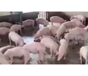 很全面！仔猪的详细养殖技术