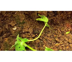 西瓜种植技术和方法