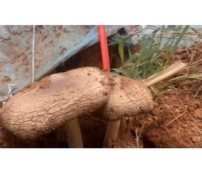 厉害！鸡枞菌仿野生种植技术在云南喜获突破