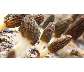 【科圃】温宿县+羊肚菌种植技术（3