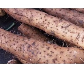 想要获得更高产量的魔芋，这些种植技术要领你知道吗？