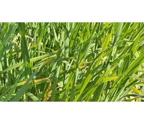 韭菜种植高产新技术，只需动手在地里丢一把，韭菜割完一茬结一茬