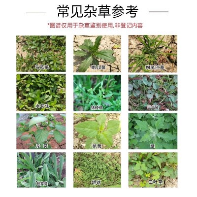 95%草甘膦除草剂草甘磷除草烂根剂正品除杂草一扫光农药图3