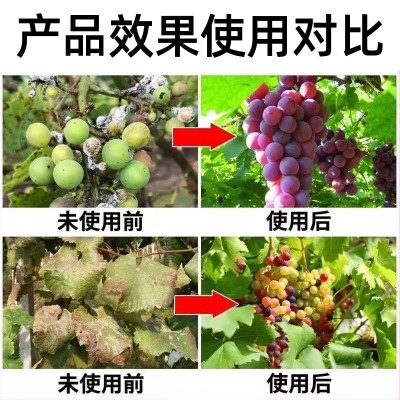 葡萄病菌清葡萄白腐病烂穗病霜霉病炭疽病白粉病软腐病微生物菌剂图3